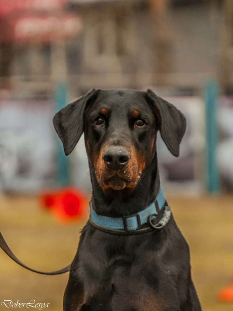 Доберман не купирлваный