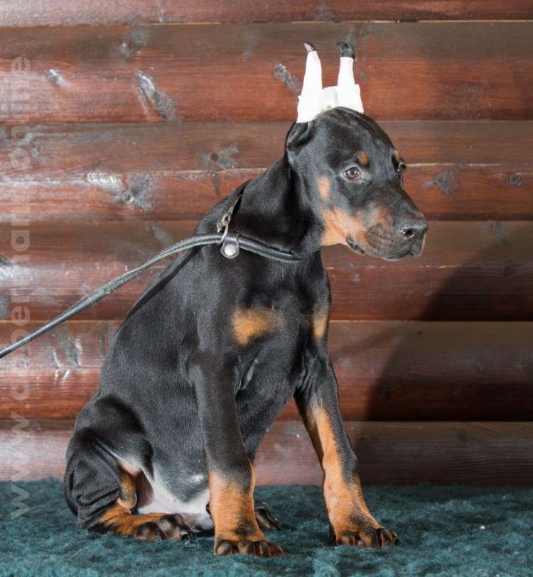 Доберман некупированный