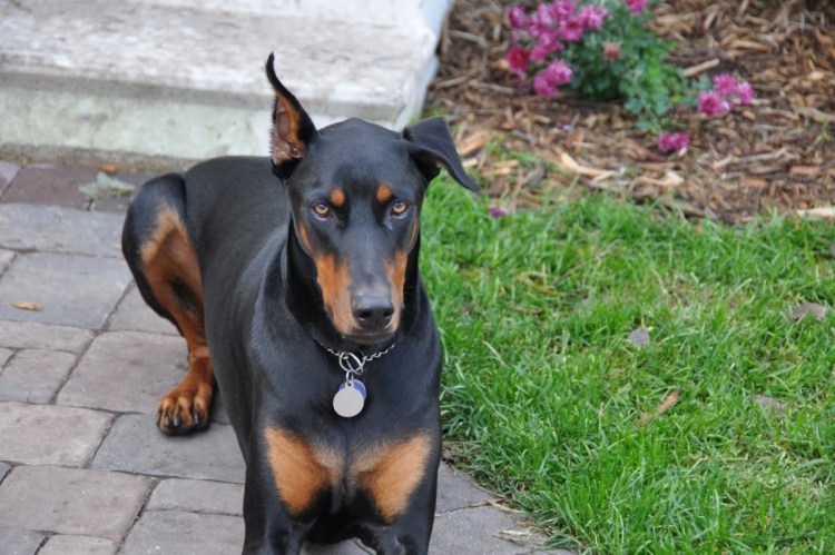 Купированный хвост у добермана