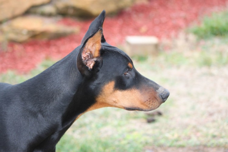 Доберман некупированный
