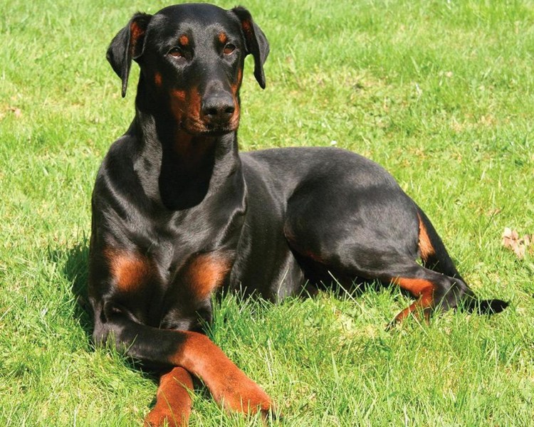 Доберман некупированный