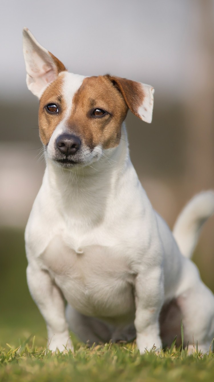 Питомник Халиф Джек Рассел терьер