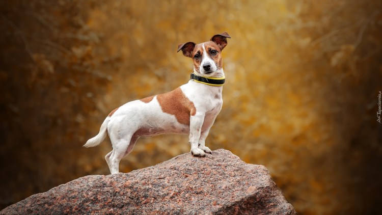 Джекс Рассел с человеком крупынй 9 кг