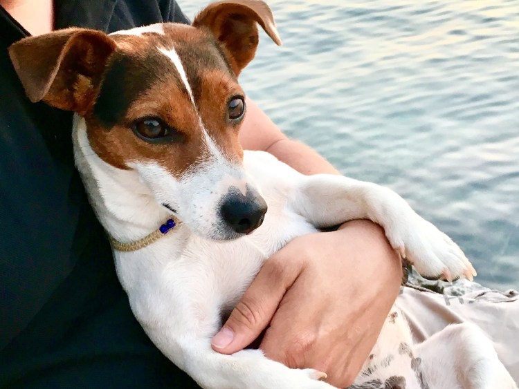 Джек Парсон терьер