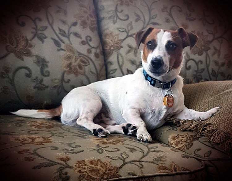 Джек-Рассел-терьер коротколапый