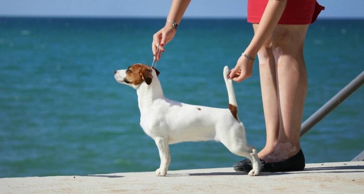 Джек-Рассел-терьер с мячиком