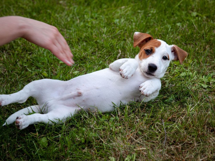 Джек Рассел пинчер