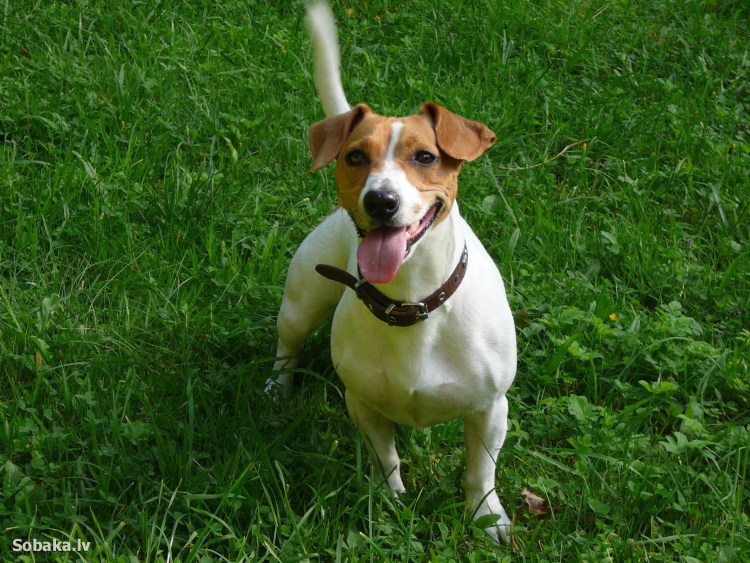 Джек Рассел терьер охотничья