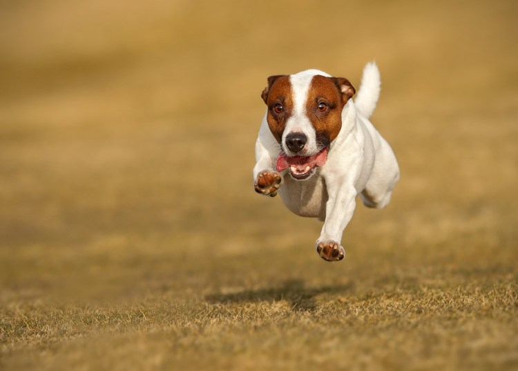 Джек Рассел