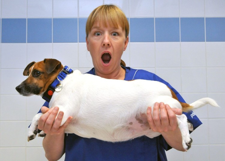 Джек Рассел терьер прыгает