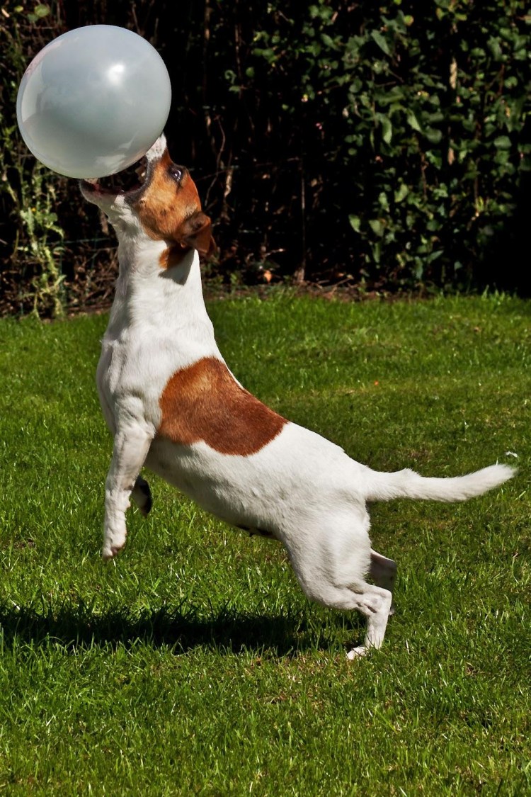 Спортивный Джек Рассел терьер