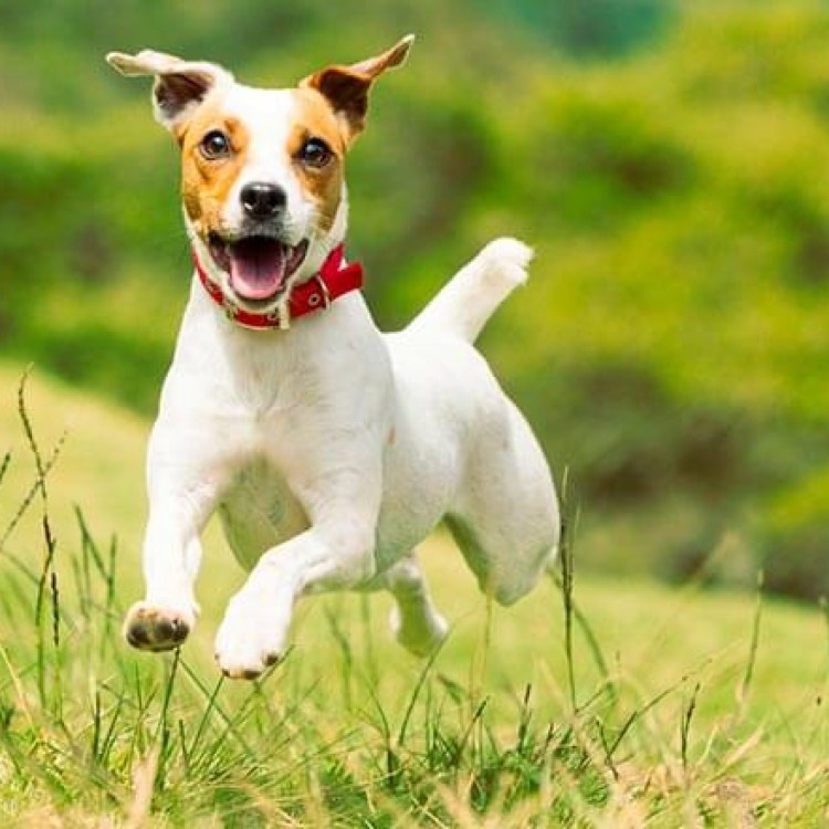 Карликовый Джек Рассел терьер