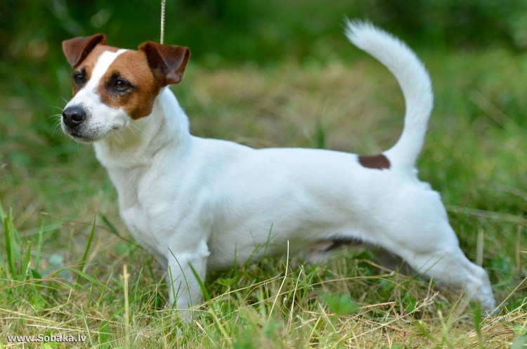 Джек-Рассел-терьер злой