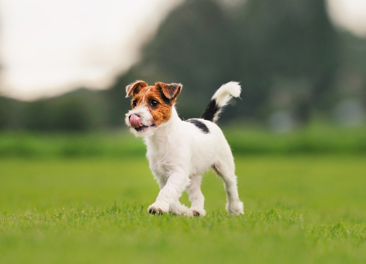 Джек Рассел терьер взрослый с человеком