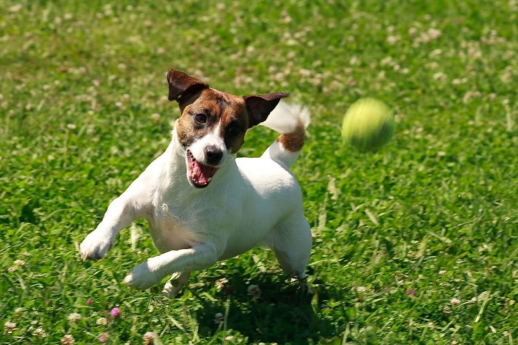 Порода собак Джек Рассел