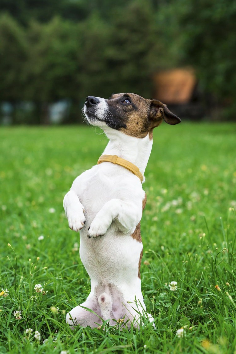 Джек-Рассел-терьер коротколапый