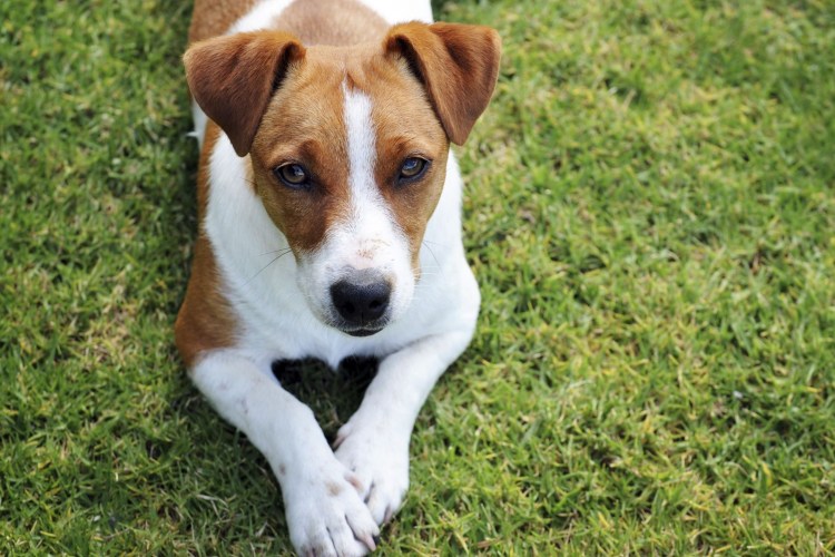 Джек Рассел терьер охотничья