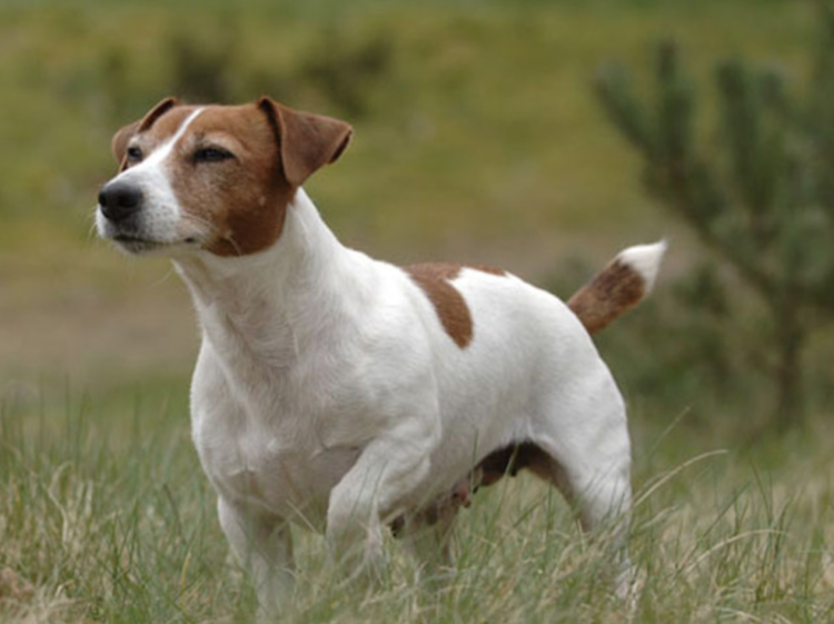 Собака Джек Рассел терьер