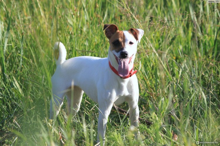 Парсон Рассел терьер гладкошерстный