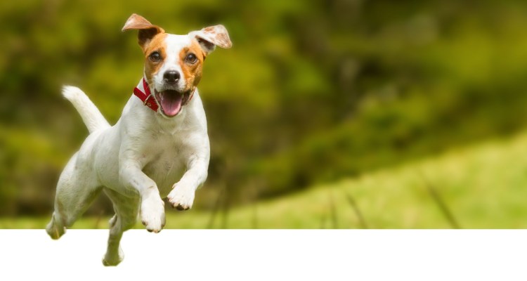 Бойцовский Джек Рассел терьер