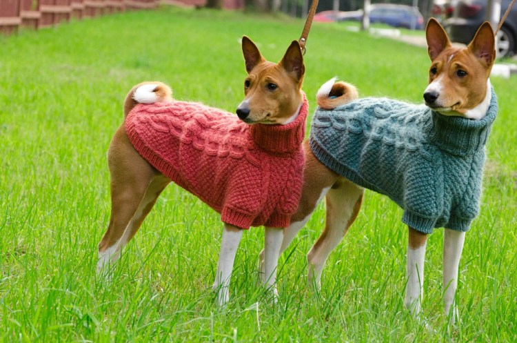 Свитер для басенджи