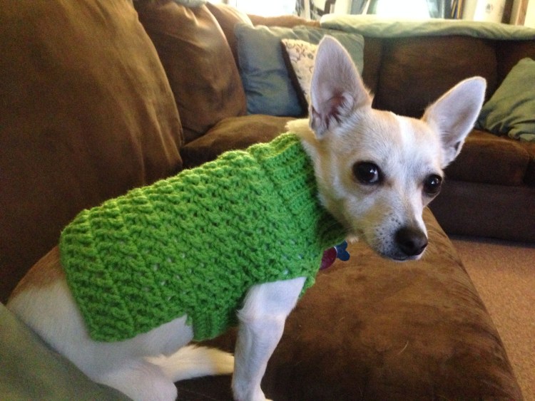 Вязаная одежда для собак