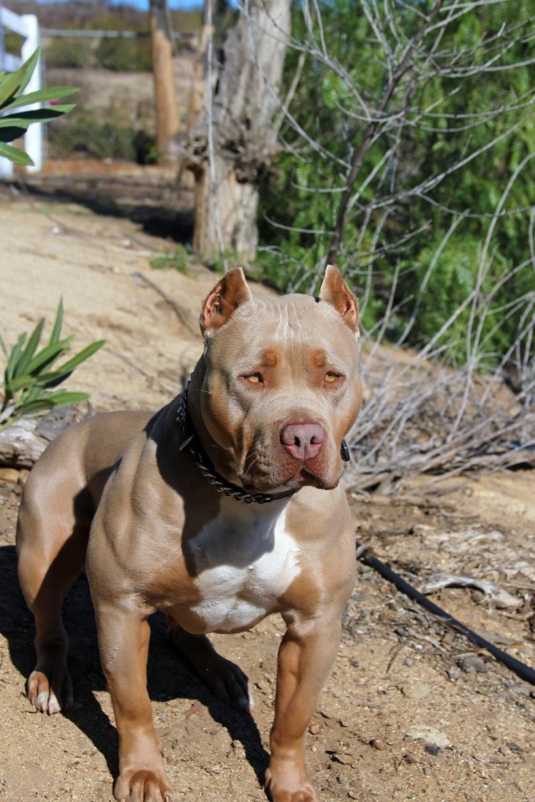 Бультерьер питбуль метис