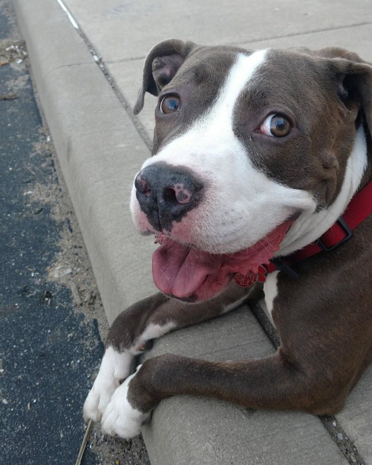 Метис питбуля и дворняги