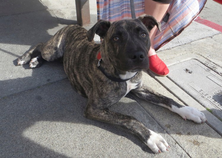 Длинношерстный бультерьер метис