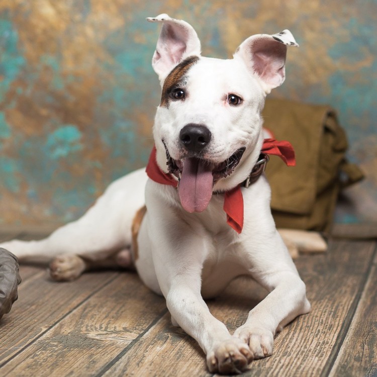Бультерьер питбуль метис