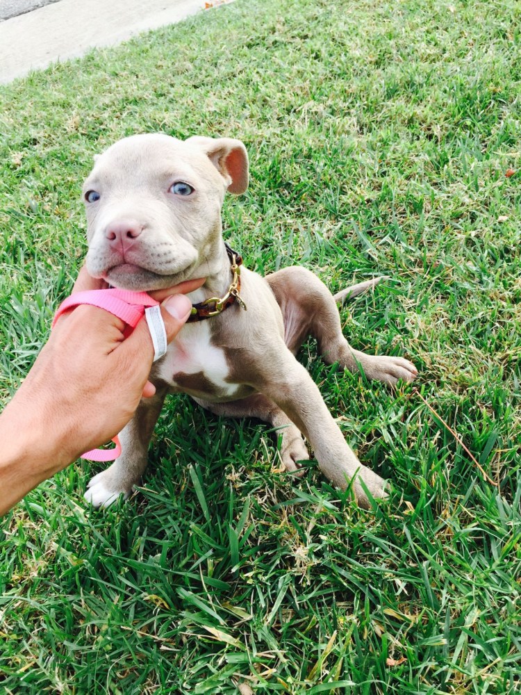 Метис бультерьера