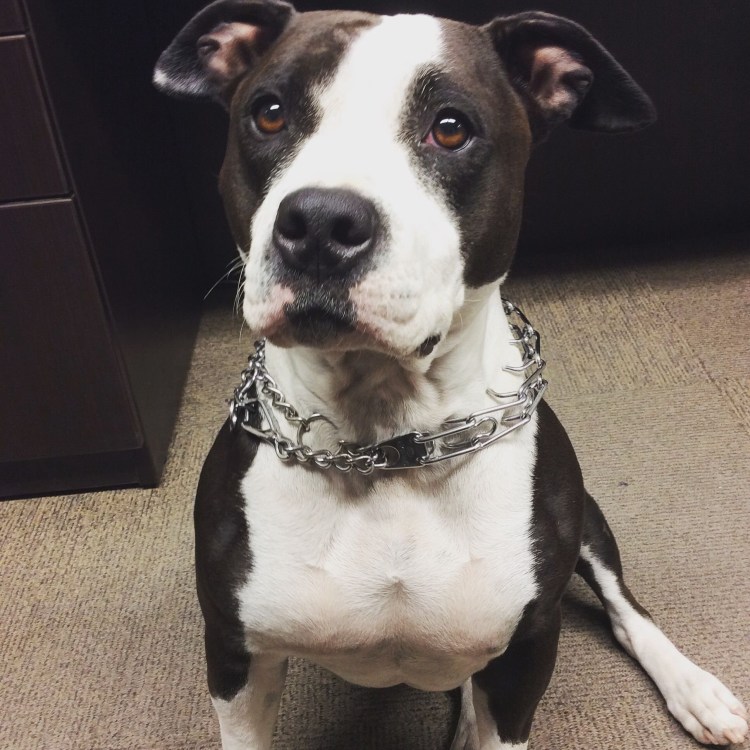 Стаффордширский бультерьер метис