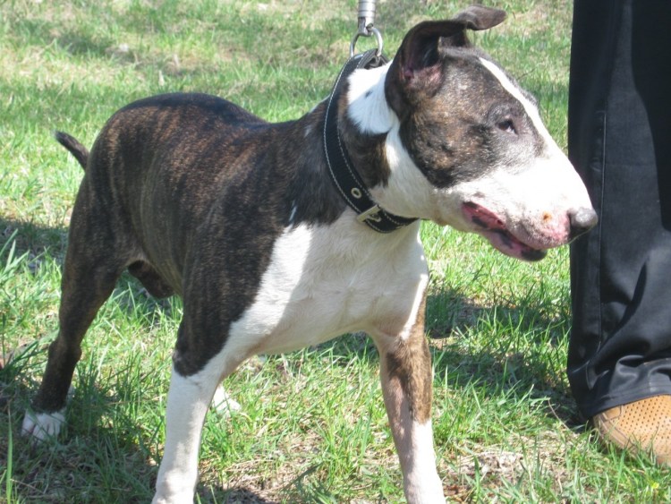 Бультерьер питбуль метис