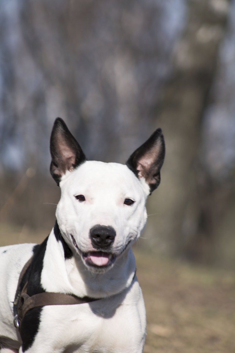 Помесь бультерьера и стаффа