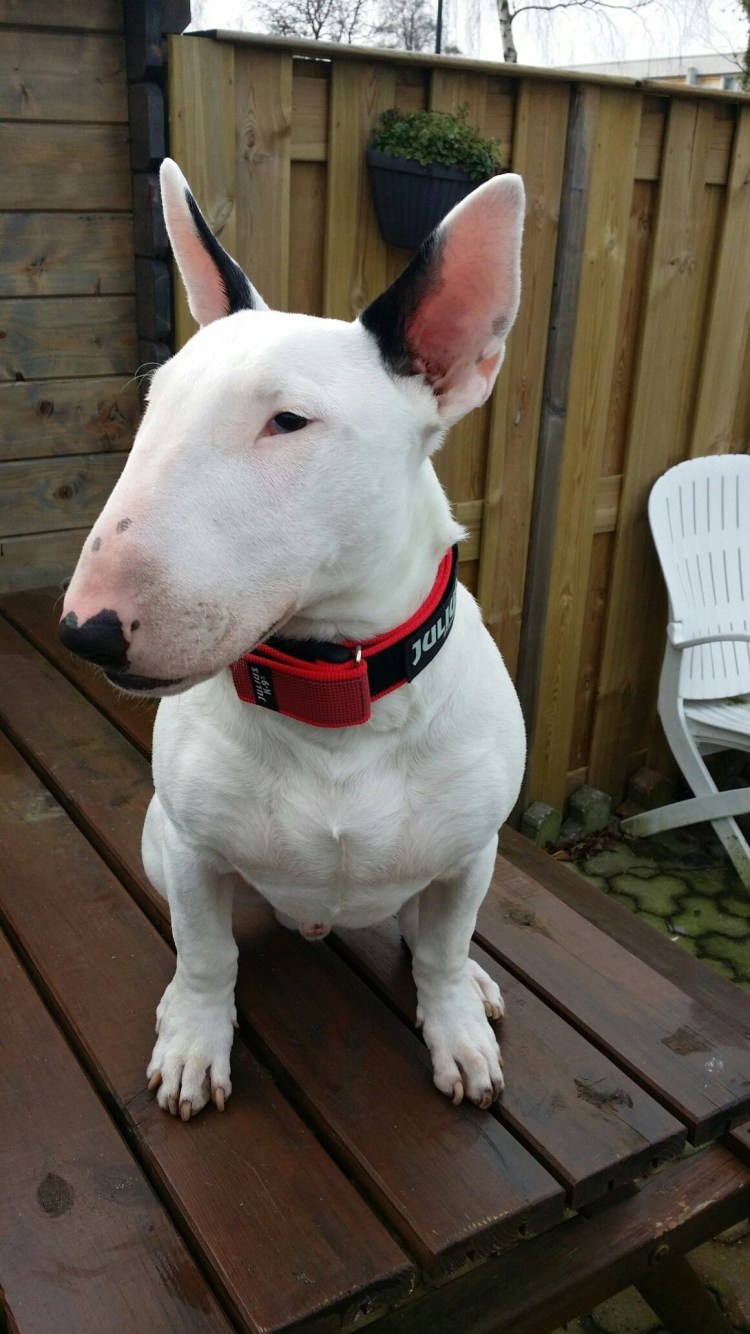 Метис таксы и питбуль