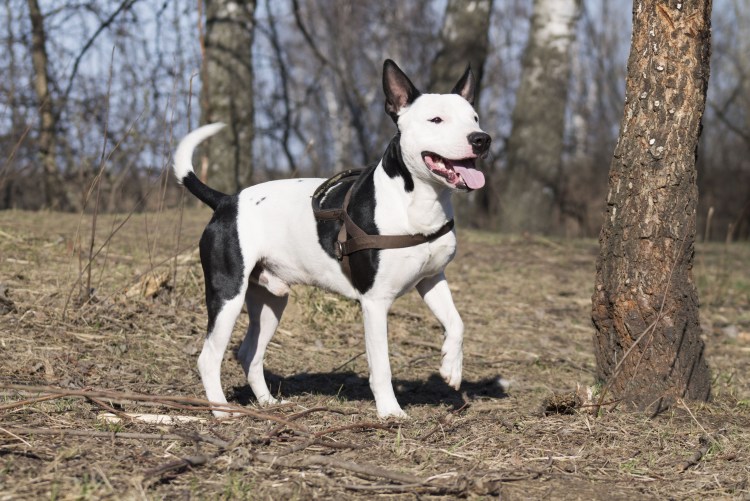Помесь бультерьера и стаффа