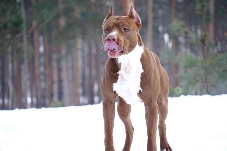 Питбуль Максимус 2010