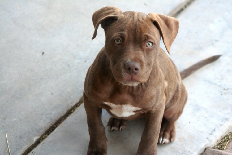 Кубинский питбуль щенок