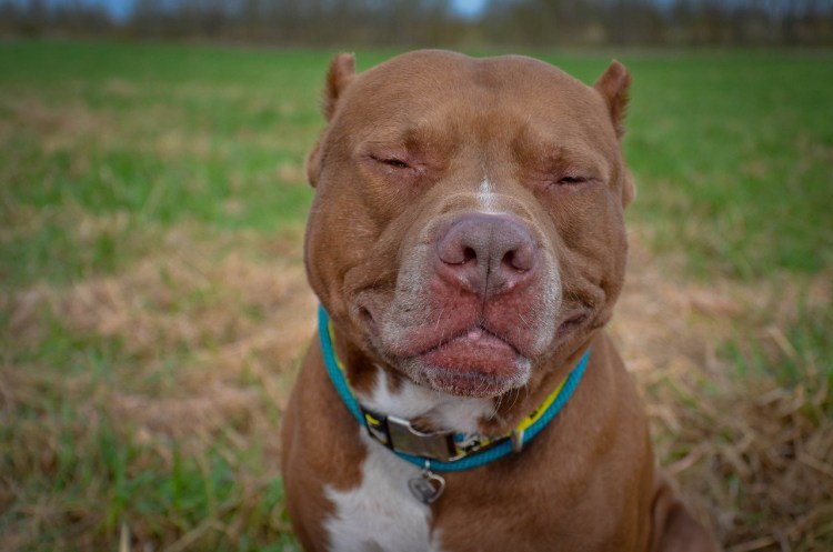 Питбуль кубинец