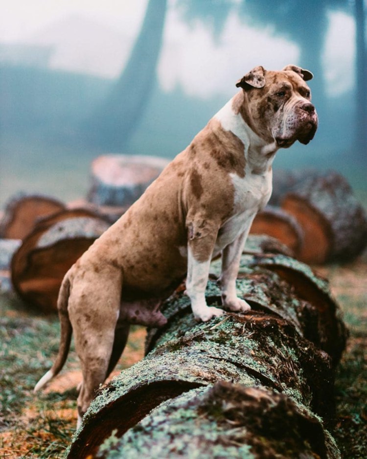 Кубинский питбультерьер