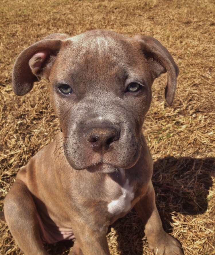 Вязка питбулей