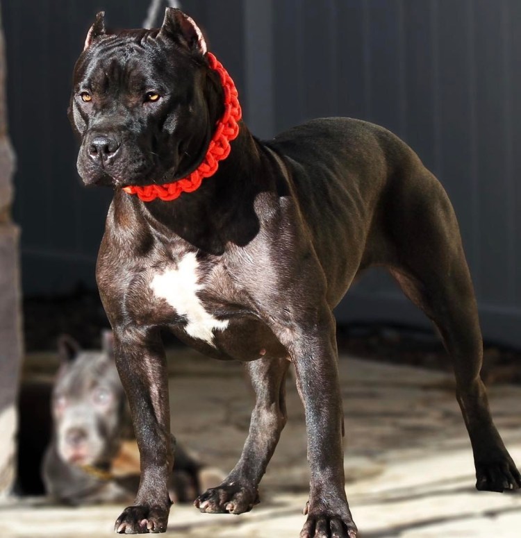 Питбуль АПБТ