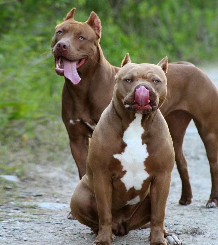 Бойцовский стаффордширский терьер
