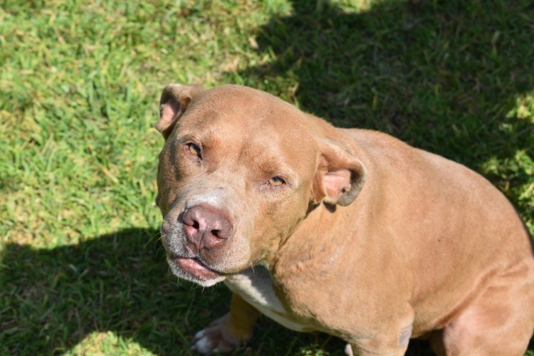 Американский бандог серый