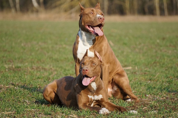 Питбуль АПБТ