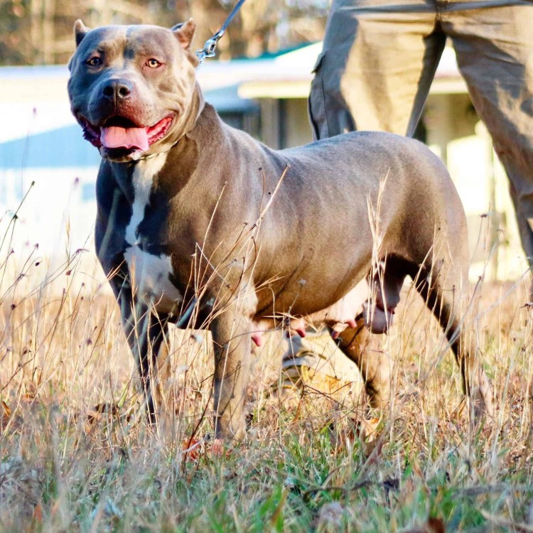 Бельгийский питбуль