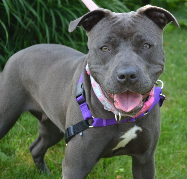 Порода собак питбуль