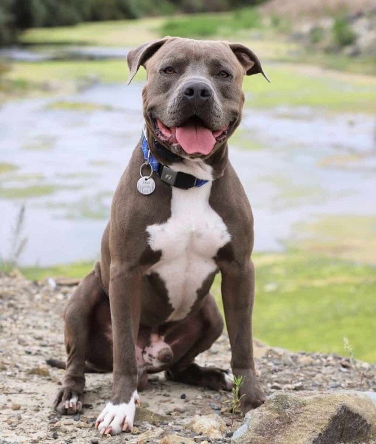 Кубинский бультерьер