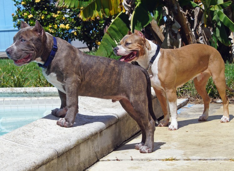 Питбуль кубинец