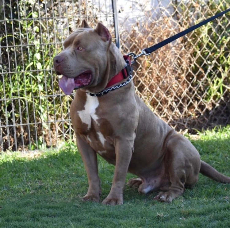 Американский красноносый питбультерьер